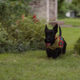 Image for article titled The Dogs Look Great